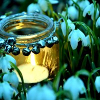 SPRING SNOWDROPS