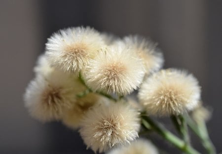 Group Fuzz - photography, thistle, nature, plant