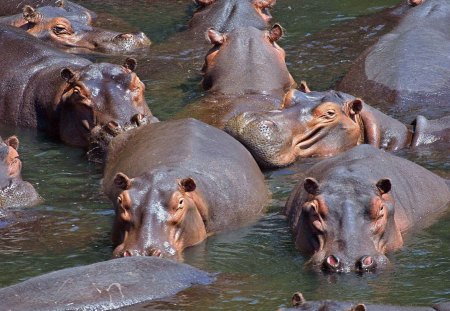 We Are Family (Hippo's) - hippopotamaous, family, mud, cute, hippo