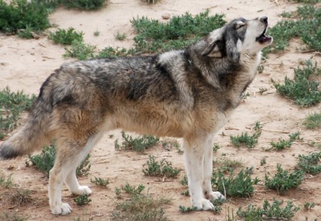 Grey Wolf Howling - nature, wolves, predator, wild