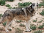 Grey Wolf Howling