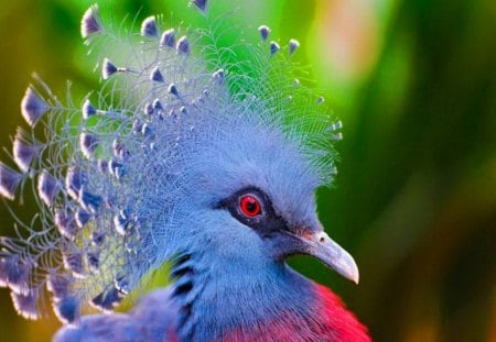 Fancy headpiece - fancy, bird, blue, red, feathers