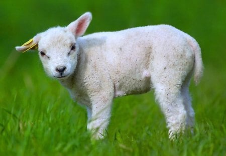 It's fleece was white as snow - white, sheep, baby, wool, lamb