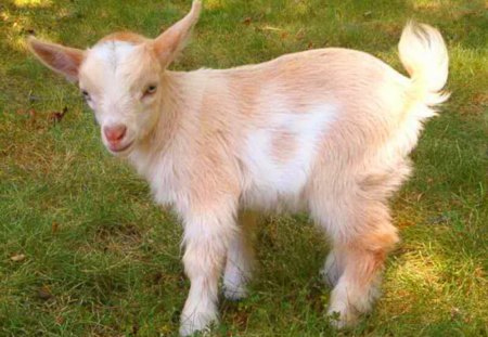 Cute kid - goat, white, brown, Kid, baby