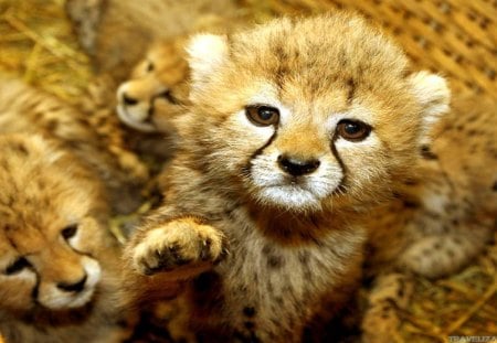 cute babies - cheetahs, leopard, baby, popular, animals, cats, wallpaper, baby cheetahs