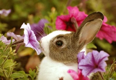 cute bunny - flowers, cute, bunny, animals