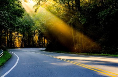 NATURE's LIGHT - regularjoe photography, north carolina, light, summer, road, nature, forest, sonce, usa