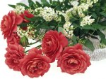 Romantic Red Roses