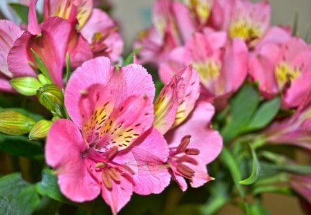 Lovely Pink Flowers - leaves, green, flowers, pink