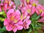 Lovely Pink Flowers