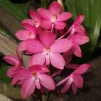 Ascocentrum Orchids Flower