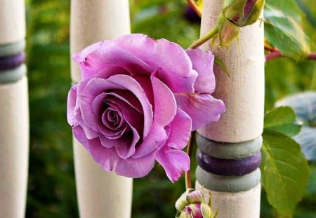 Special rose - flowers, nature, special, garden, rose, gift, pink, blooming