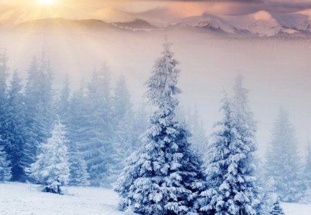 magnificent winter morning mist - forest, mountains, mist, sunrise