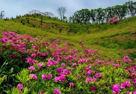 Summer meadow - nice, slope, sky, freshness, mountain, greenery, lovely, nature, pretty, beautiful, green, flowers, grass, wildflowers