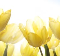 Morning Dew on Tulips