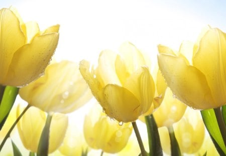 Morning Dew on Tulips