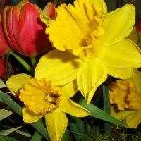 Spring & Easter Flowers