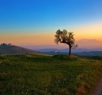 one tree field