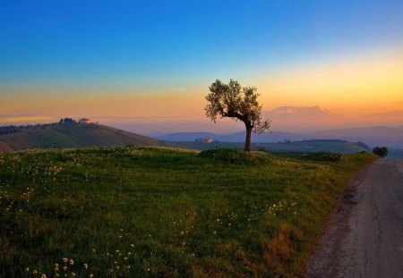 one tree field - nature, fun, tree, field