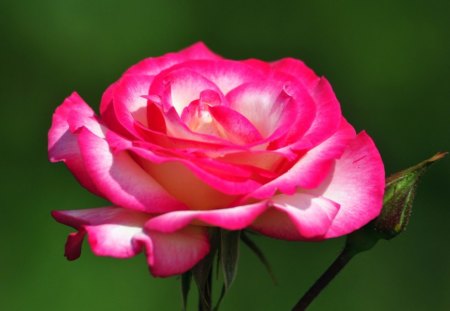 sochi flowers - flowers, rose, nature, pink