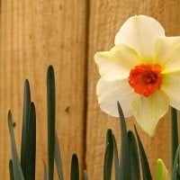 Spring fence with a white