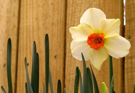 Spring fence with a white - white, spring, flower, fence