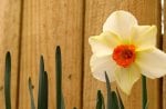 Spring fence with a white