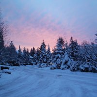 road in the woods all coved whit snow