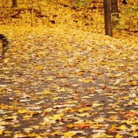 leaf-strewn path