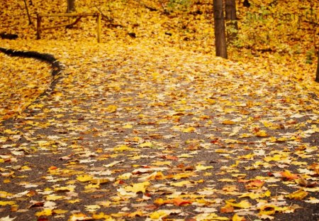 leaf-strewn path - leaves, tree, road, autumn