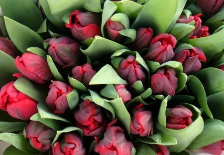 Red tulips - tulips, list, Flowers, red