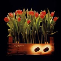 *** Tulips ***