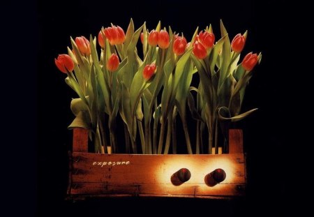 *** Tulips *** - flowers, flower, nature, tulips