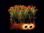 *** Tulips ***