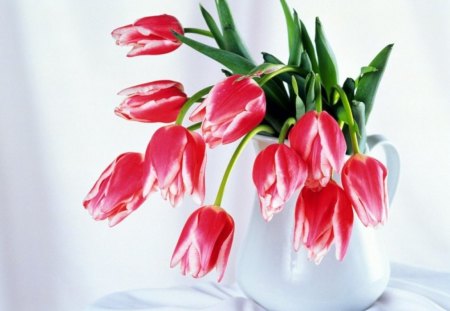 *** Tulips *** - flower, tulips, beautiful, flowers, nature