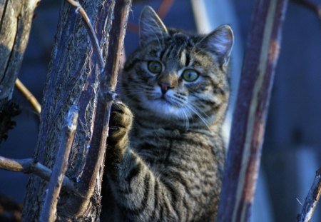 Cat - sleeping, beauty, cat face, hat, animals, sleepy, paws, face, pretty, cute, cat, kitty, lovely, kitten, cats, beautiful, sweet