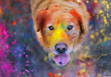 Color dog - face, pretty, playful dog, cute, animals, beauty, beautiful, sweet, puppy, bubbles, playful, dogs, puppies, pay, lovely, dog face