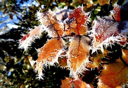 Winter beauty - beauty, abstract, snow, winter, flowers, fantasy