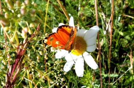 Butterfly - flowers, nature, summer, animals