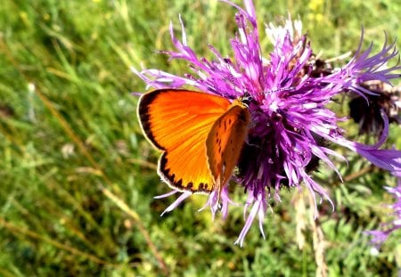 Butterfly - flowers, nature, summer, beauty, forest