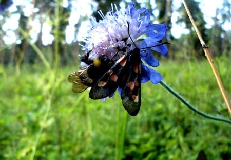 Love story - beauty, nature, love, forest, animals, fantasy