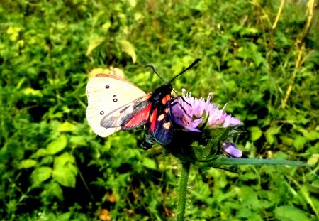 Dinner for two - beauty, nature, love, forest, summer, fantasy