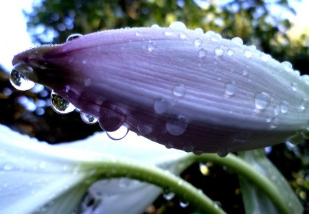 Rain - nature, summer, flowers, rain