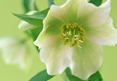 Beautiful flower - nature, green, flowers, petals