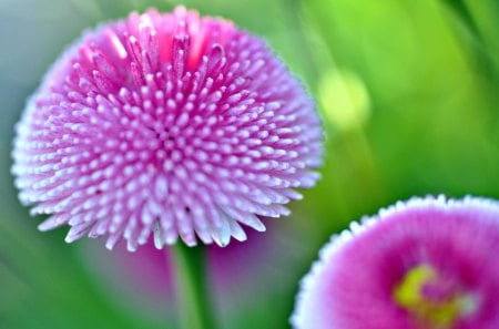 Beautiful flower - blooms, nature, flowers, pink