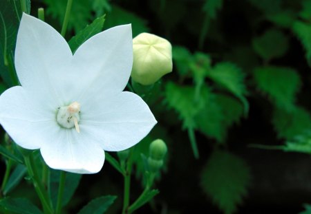 White flower - white, flower, petals, nature