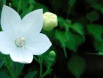 White flower