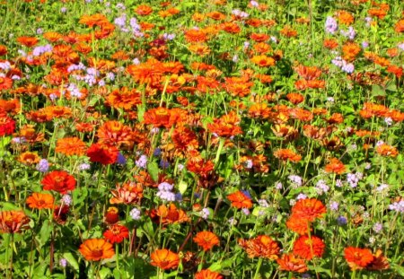 Flower field - colorful, brught, flower, beautiful