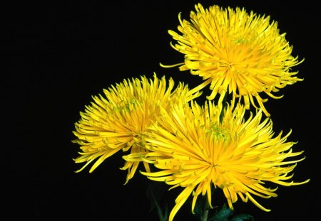 Beautiful flower - flower, yellow, petals, nature