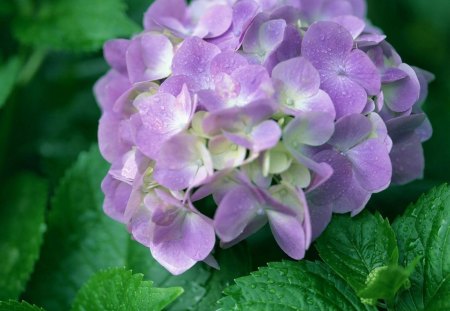 Beautiful flower - leaves, nature, flowers, petals